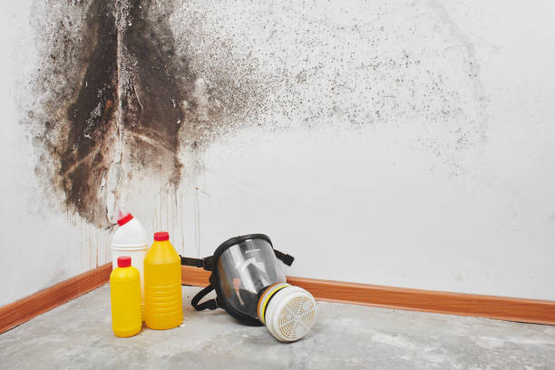 Best Emergency Mold Remediation  in Detroit Beach, MI